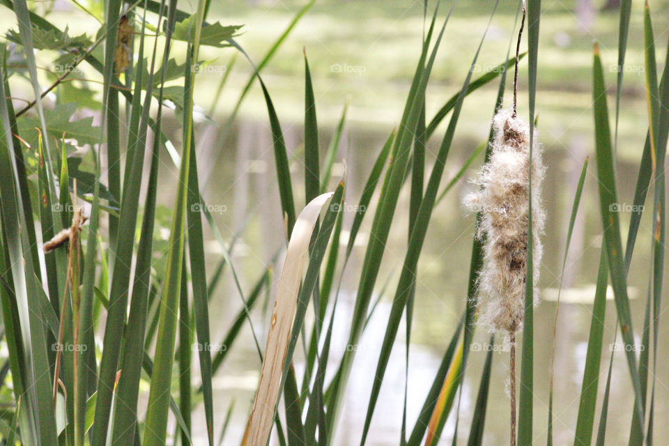 Cattail