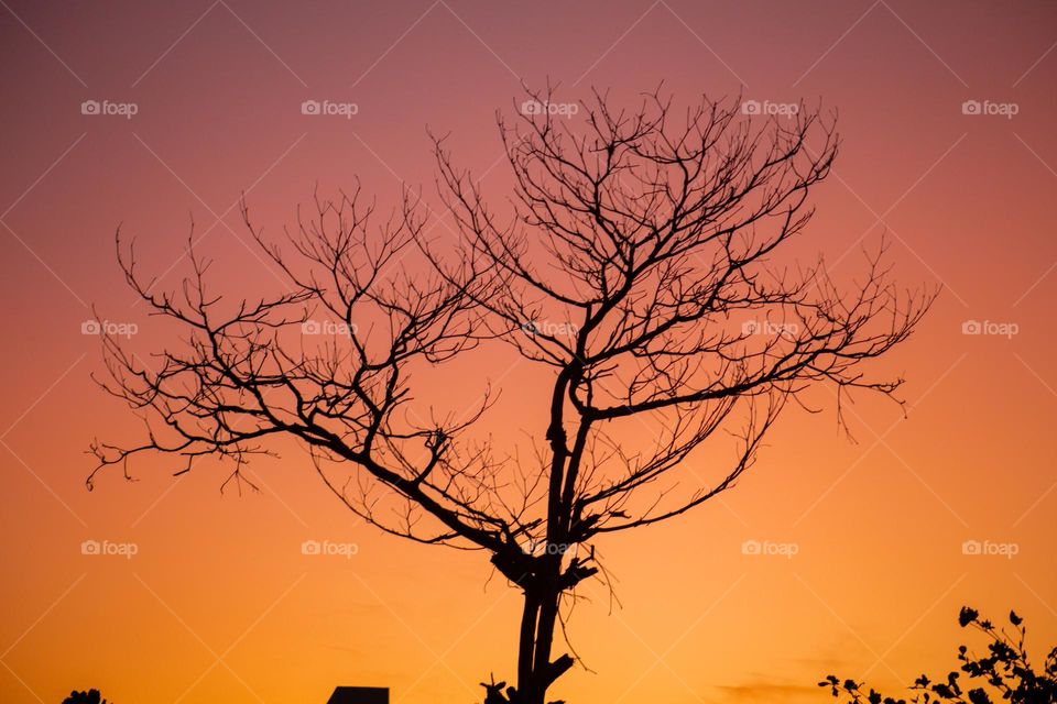 sunset tree