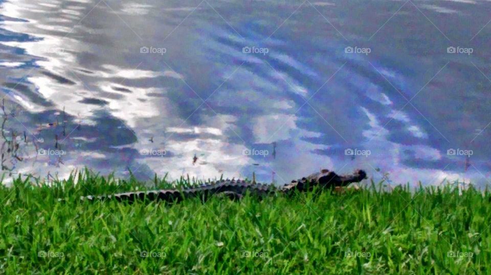 alligator fishing