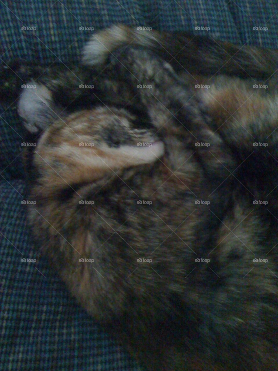 Sleeping Kitty. Silly cat sleeping 