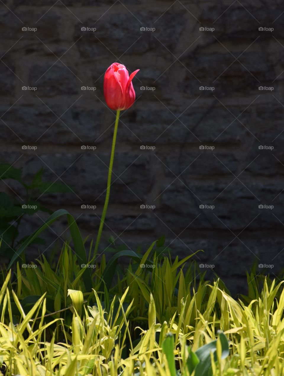 Lone red tulip