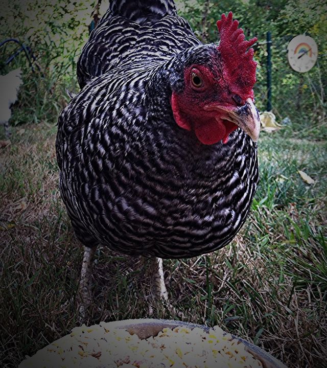 It's a Chicken