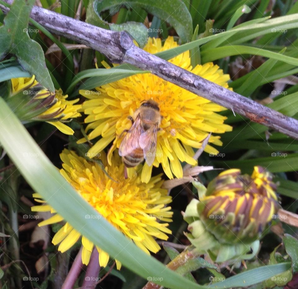 Dandelions and bee. A bee on a dandelion 