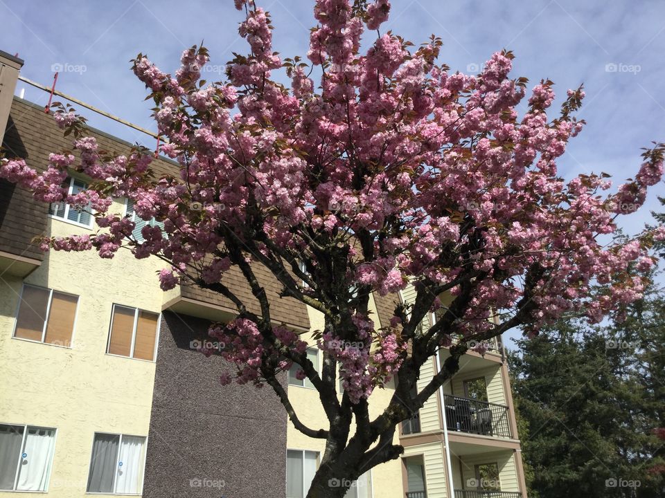 Cherry Blossoms by the Apartments