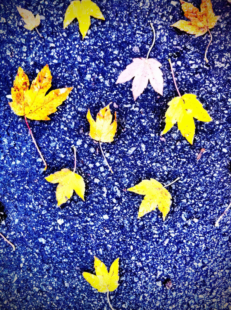 sweden natur färg löv by wmjsand