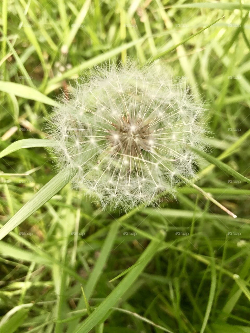 Dandelion from above 