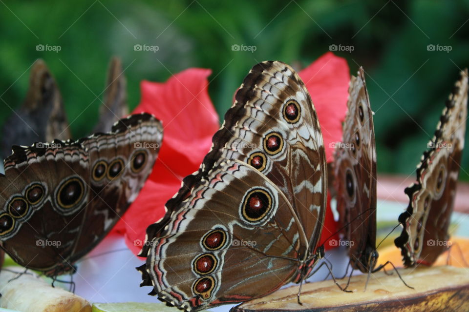 Close-up macro brown butterflies with orange markings 