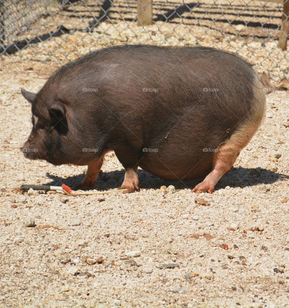 
Unusual sus-pets! Cuddly, affectionate, unique and exotic companions - Potbelly pig dragging stomach on the ground