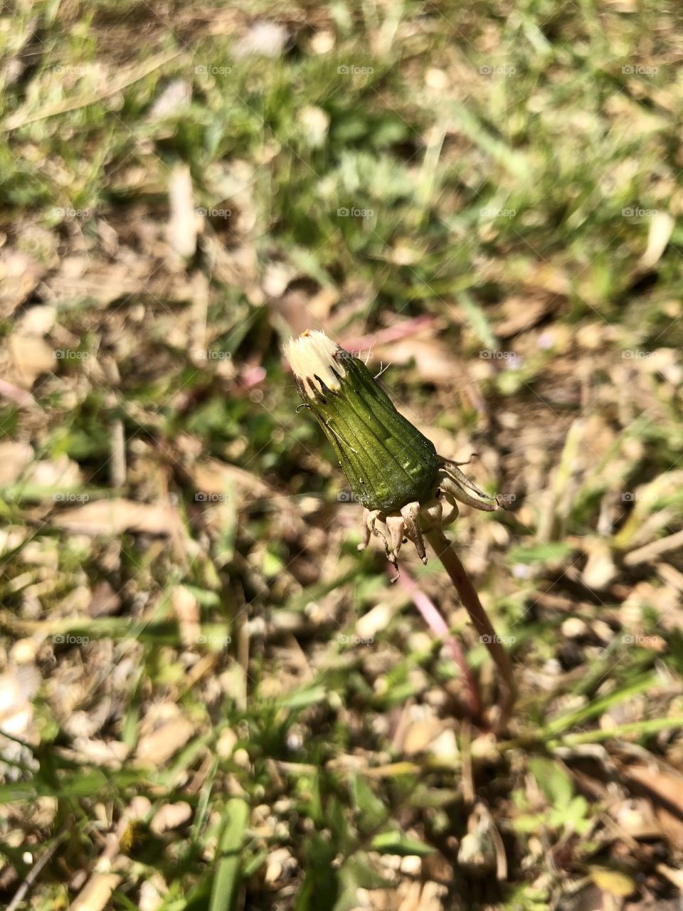 Springtime dandelion bud