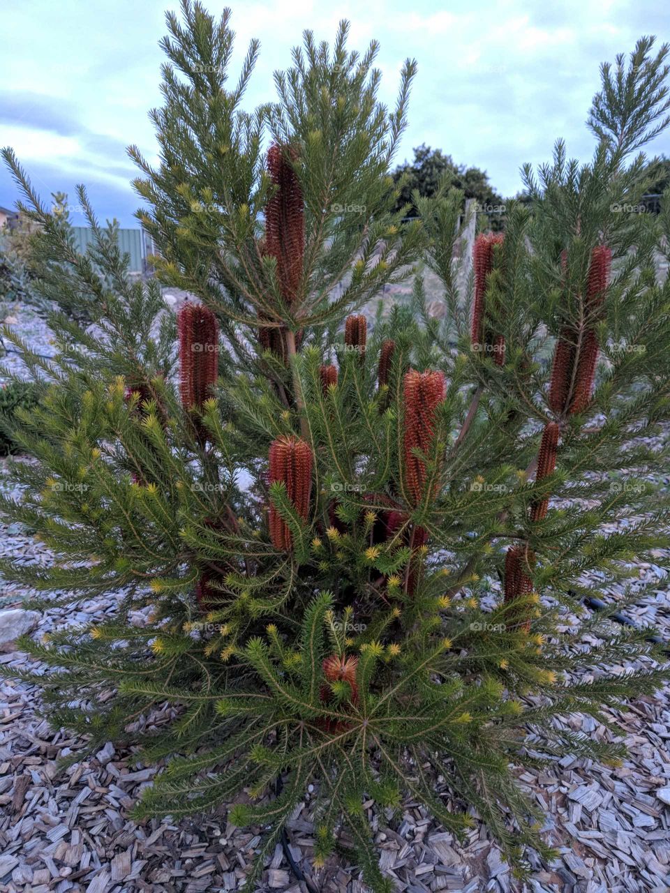 Rectangular shaped flowers on Native Australian Banksia