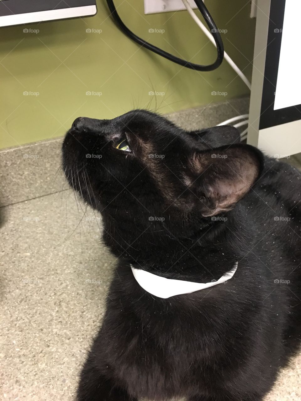 Diabetic cat medical boarder in veterinary hospital