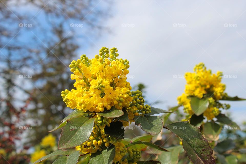 Close up of Mahonia,  ornamental shrubs with beautiful yellow flower