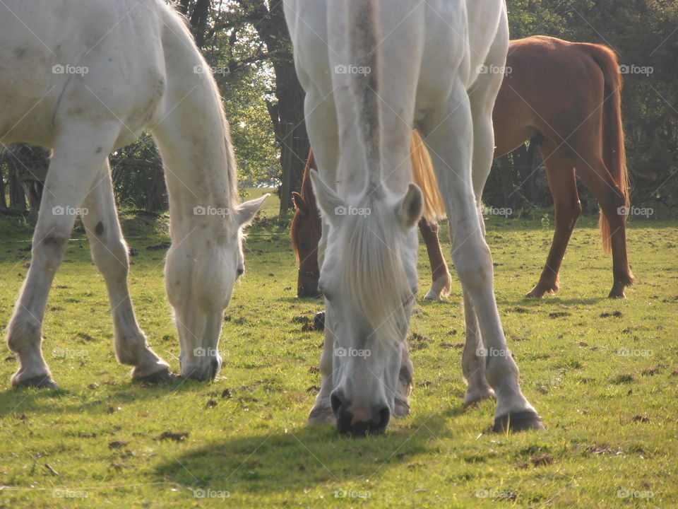 White Horses Up Close