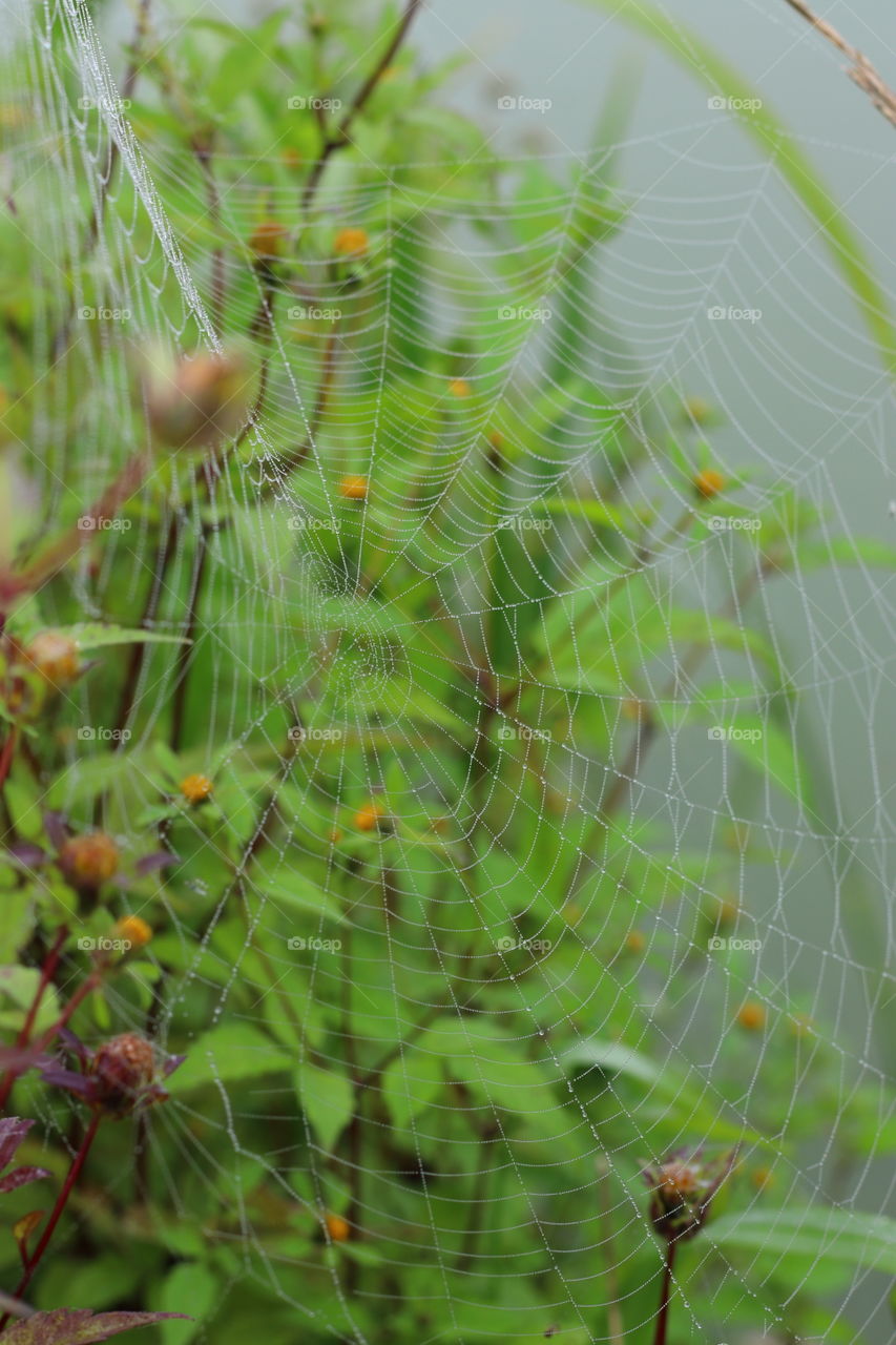 Beautiful web in dew on wildflowers by the pond