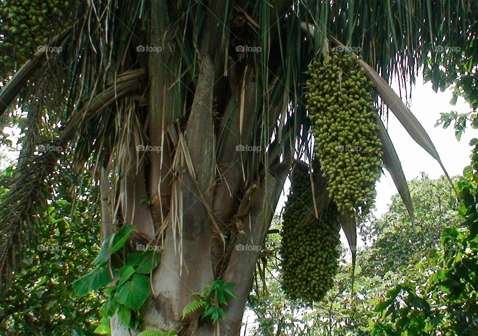 palm tree with fruits