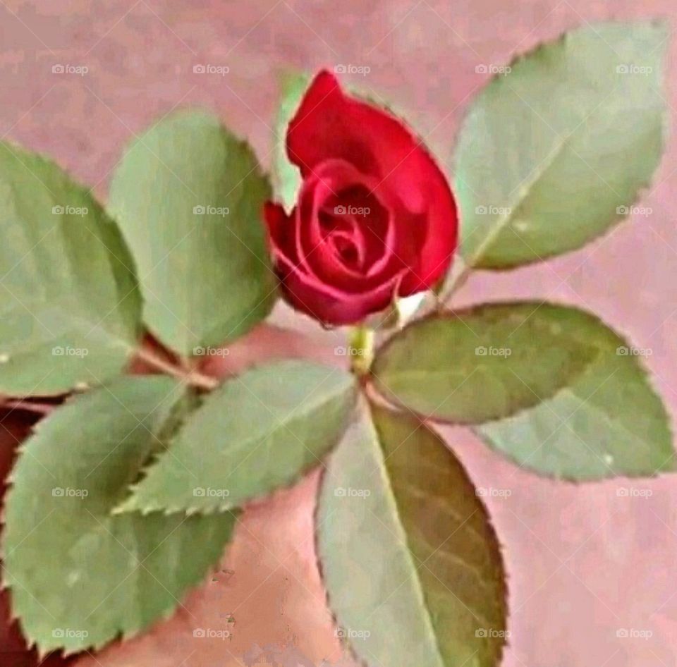 most beautiful and attractive flowers.