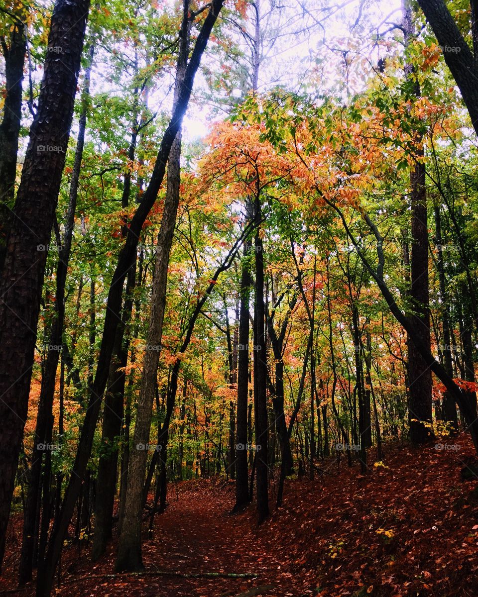 Autumn Atlanta 