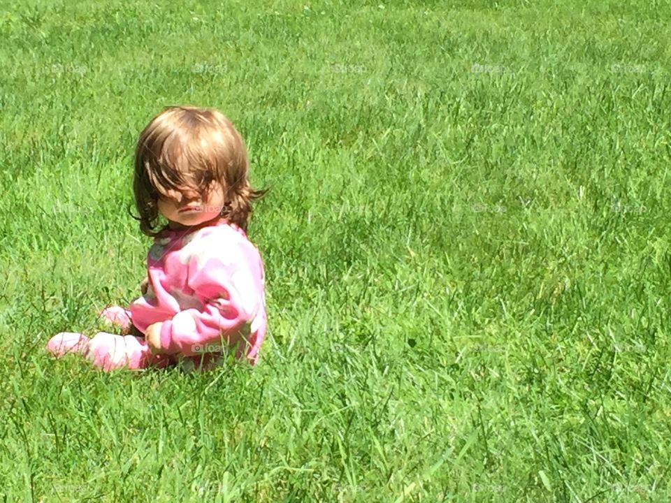 Munchkin in the grass