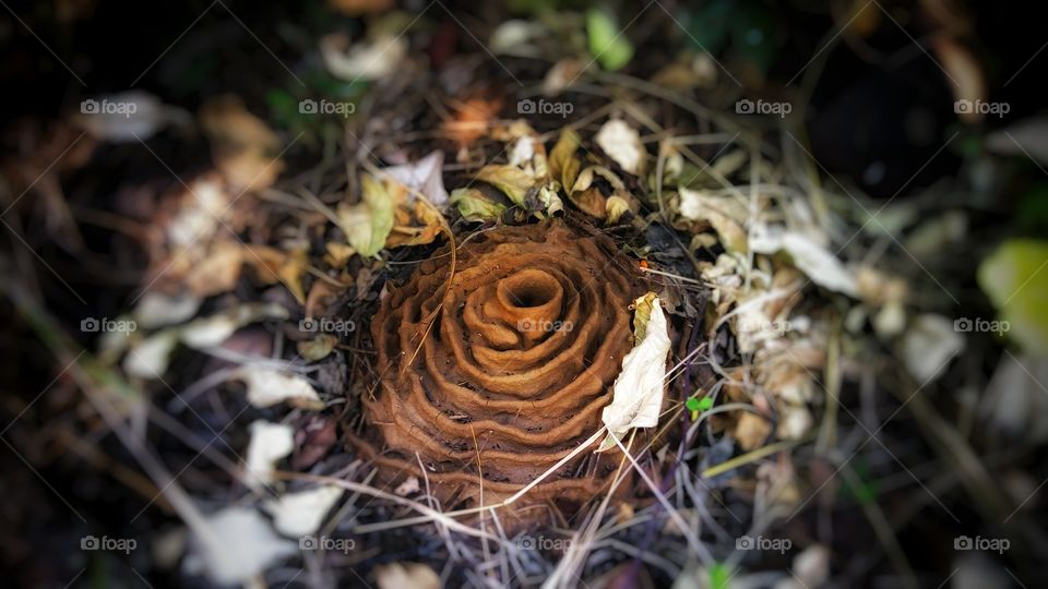 Home of ants in forest