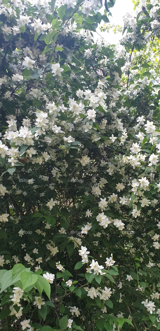 white and green bush