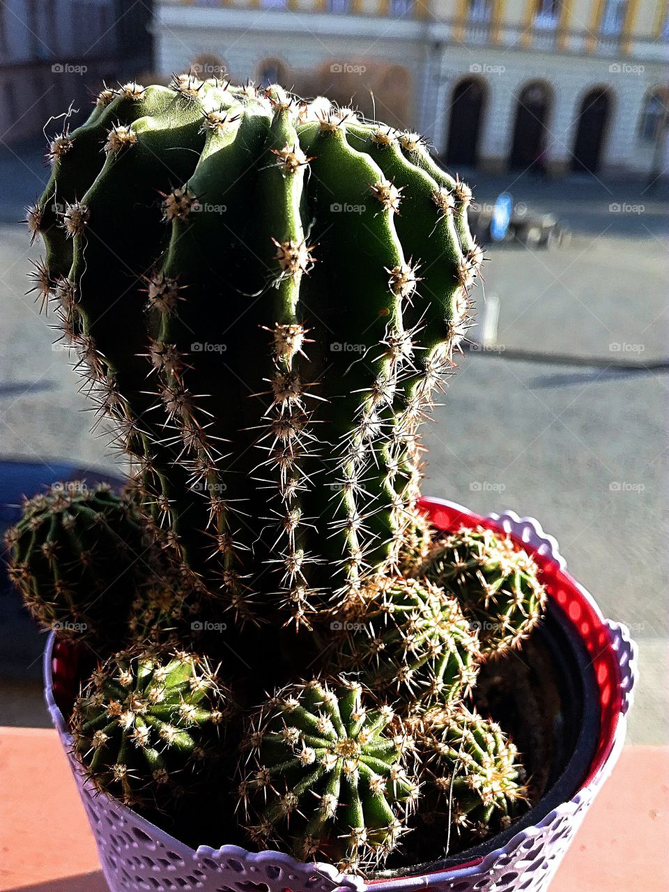 cactus