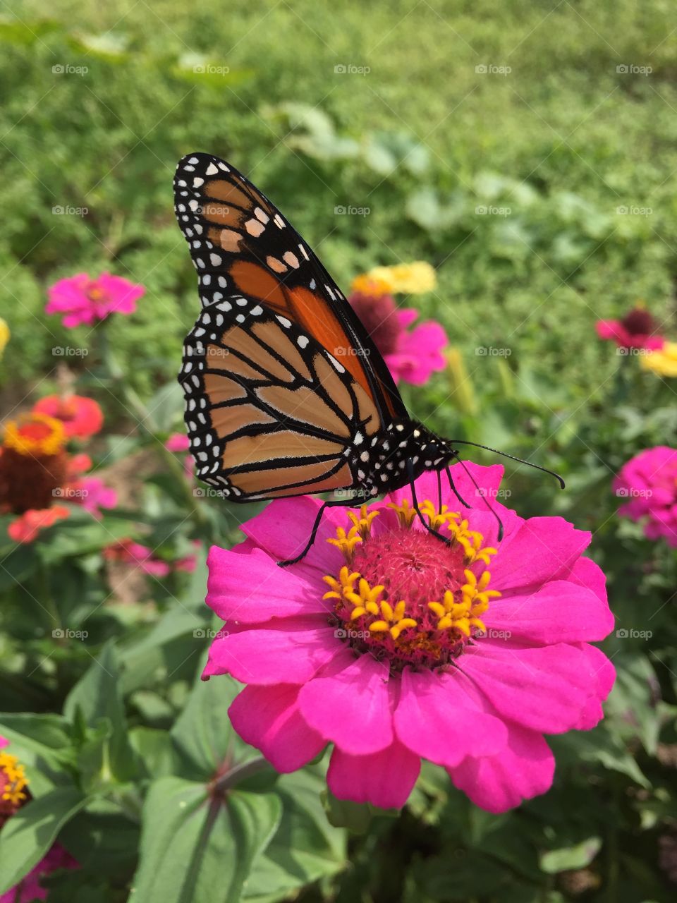 Monarch on Zinnia