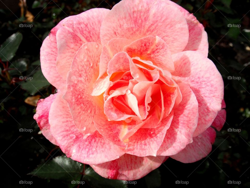 close up of fresh pink rose