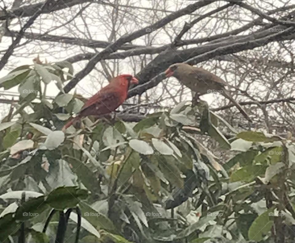 Momma and Poppa Cardinal 