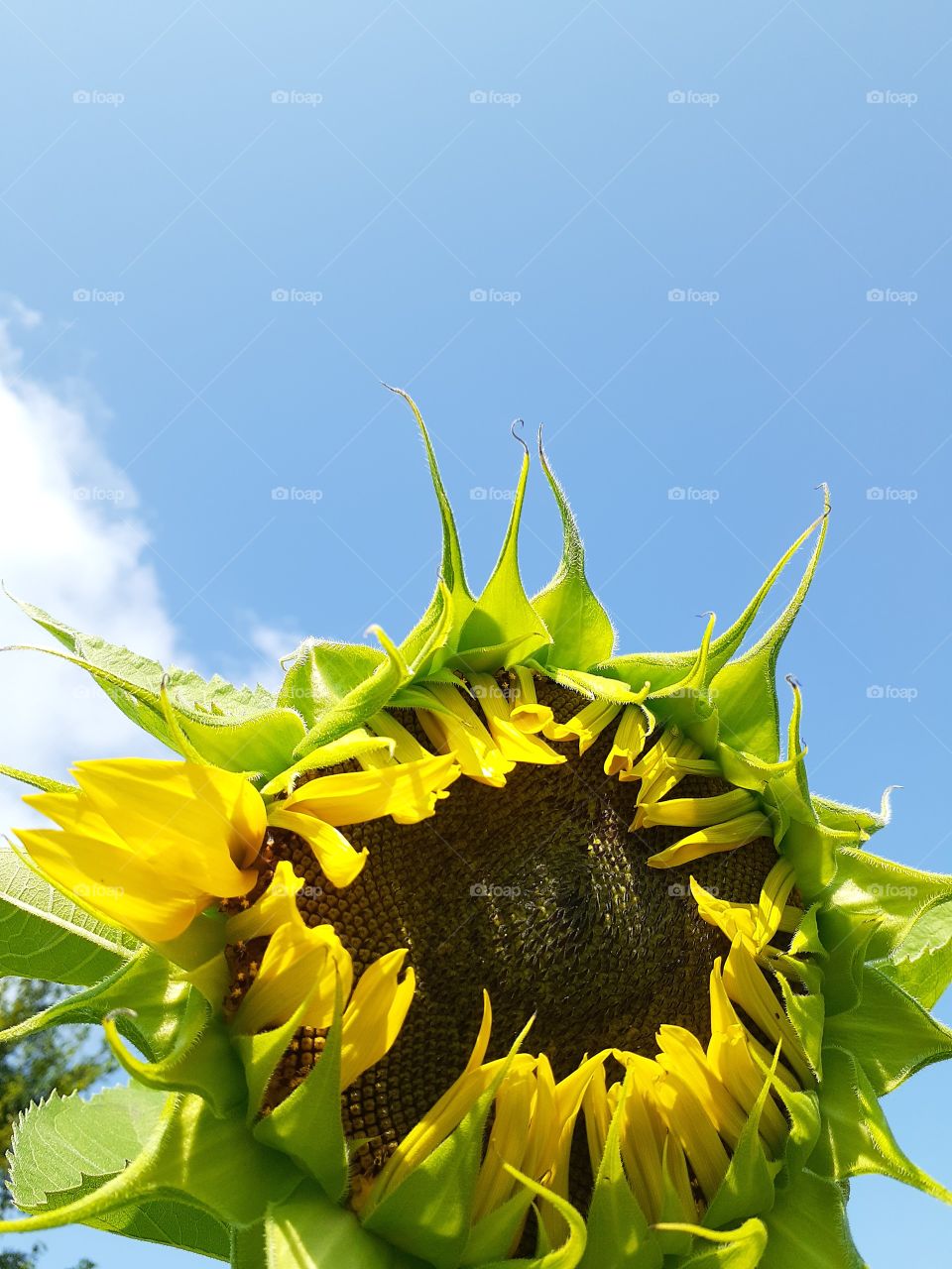 Sunflower Opening