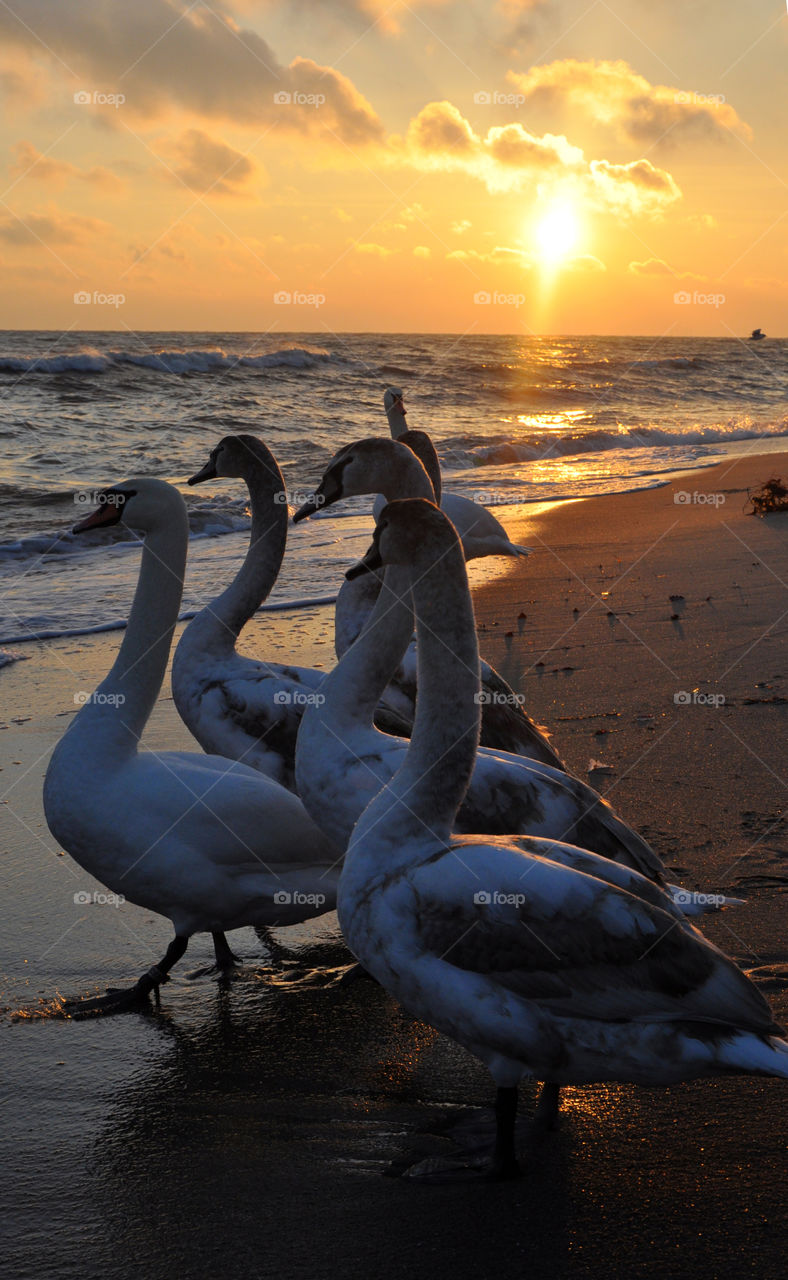 Group of swan on beach at sunset