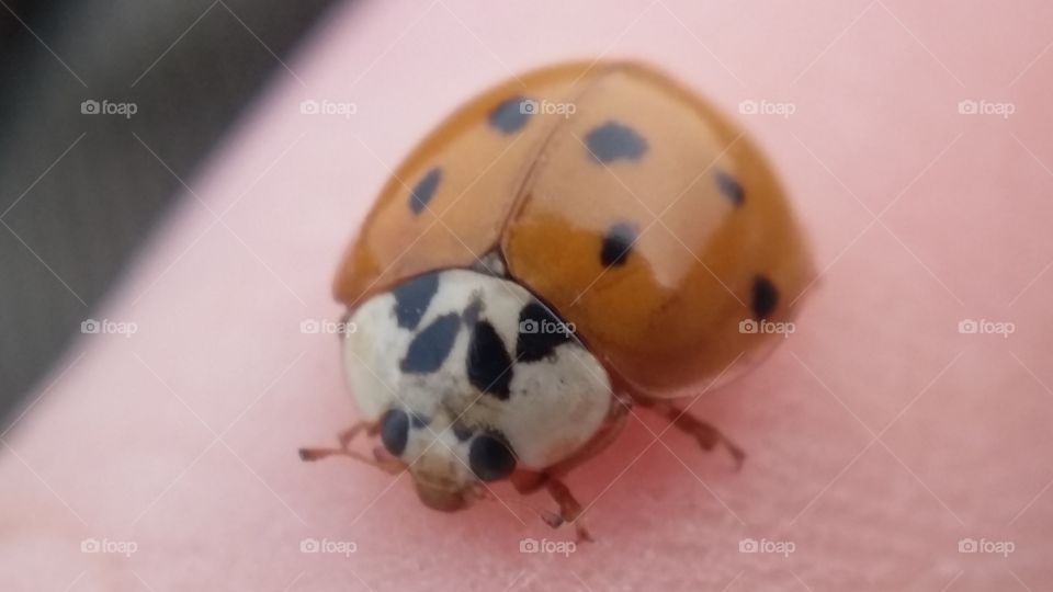 ladybug closeup