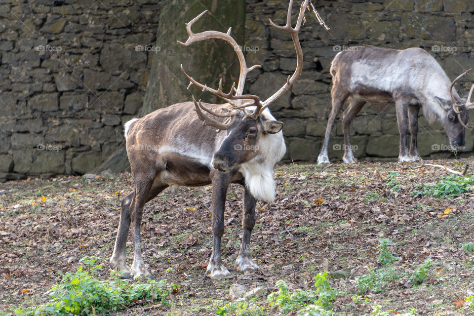 Two reindeer 3