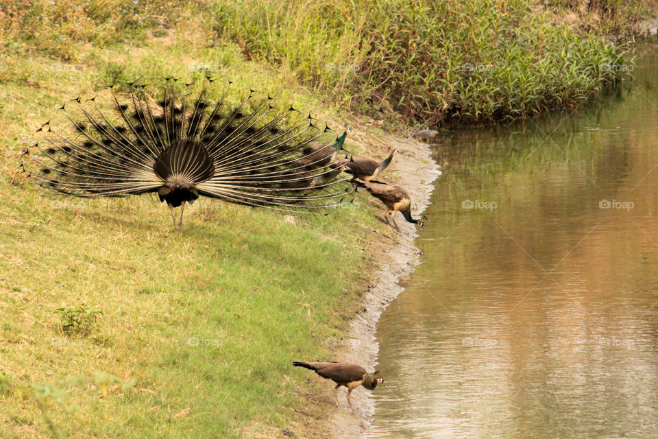 Dancing peacock