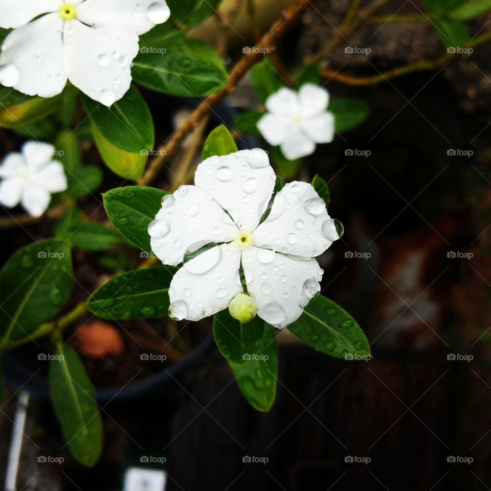 White Flower Drops
