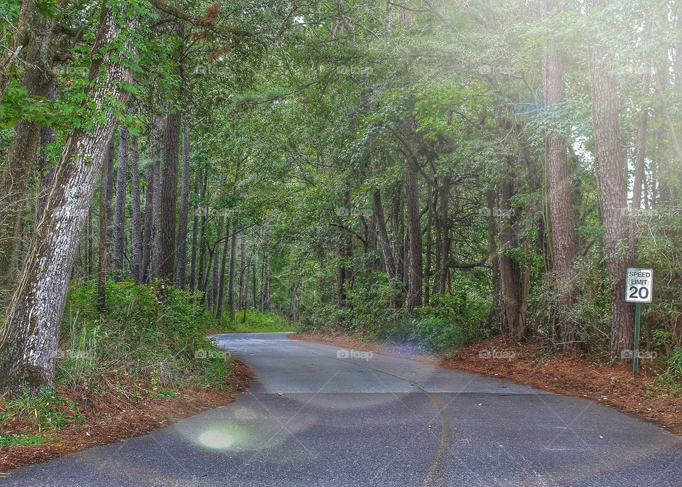 The road to the Magnolia Groves