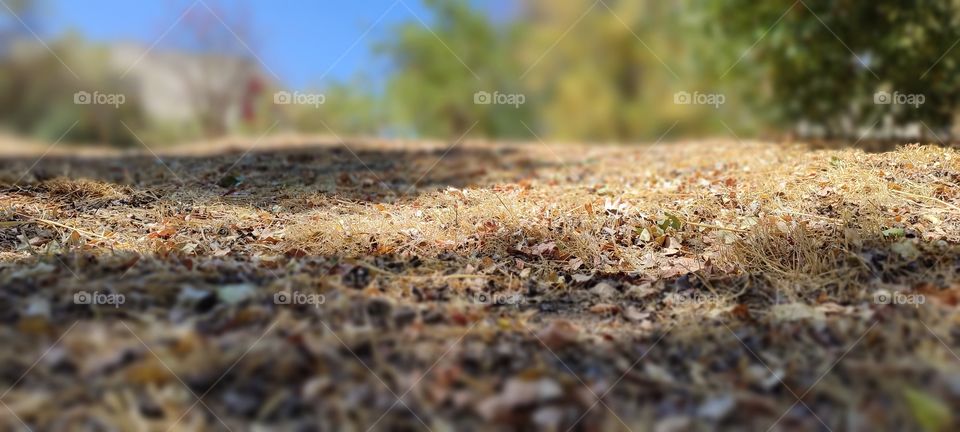 dry grass in autumn