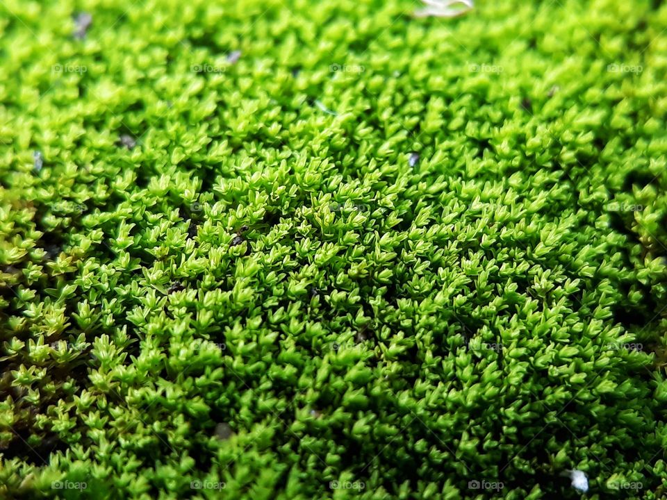 moss