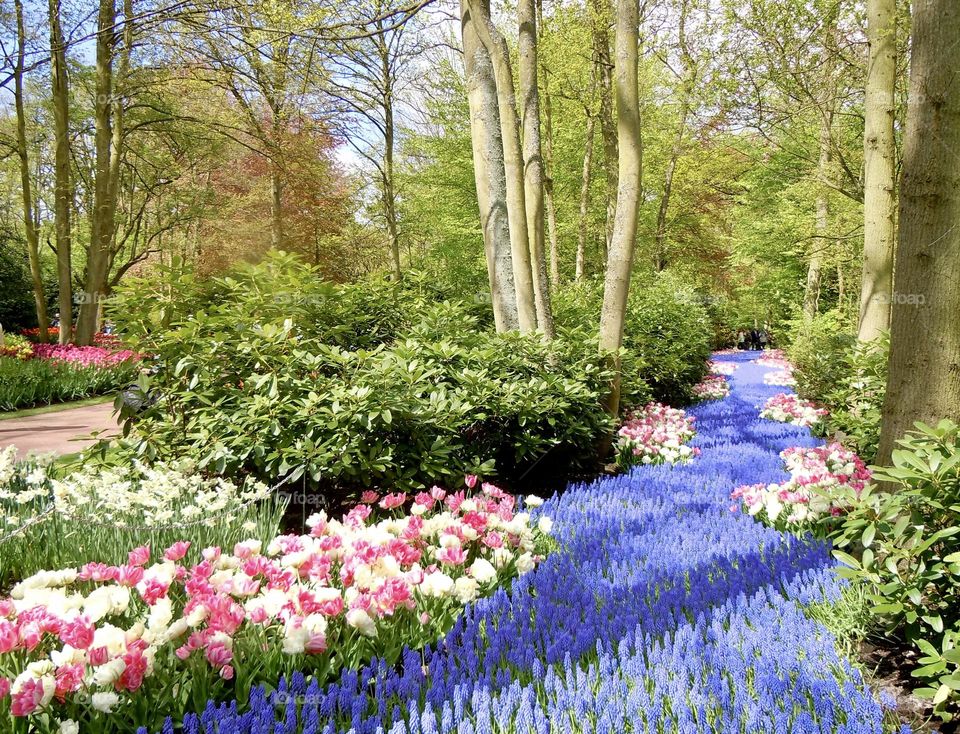 Small spring flowers meander like a purple stream through the garden.