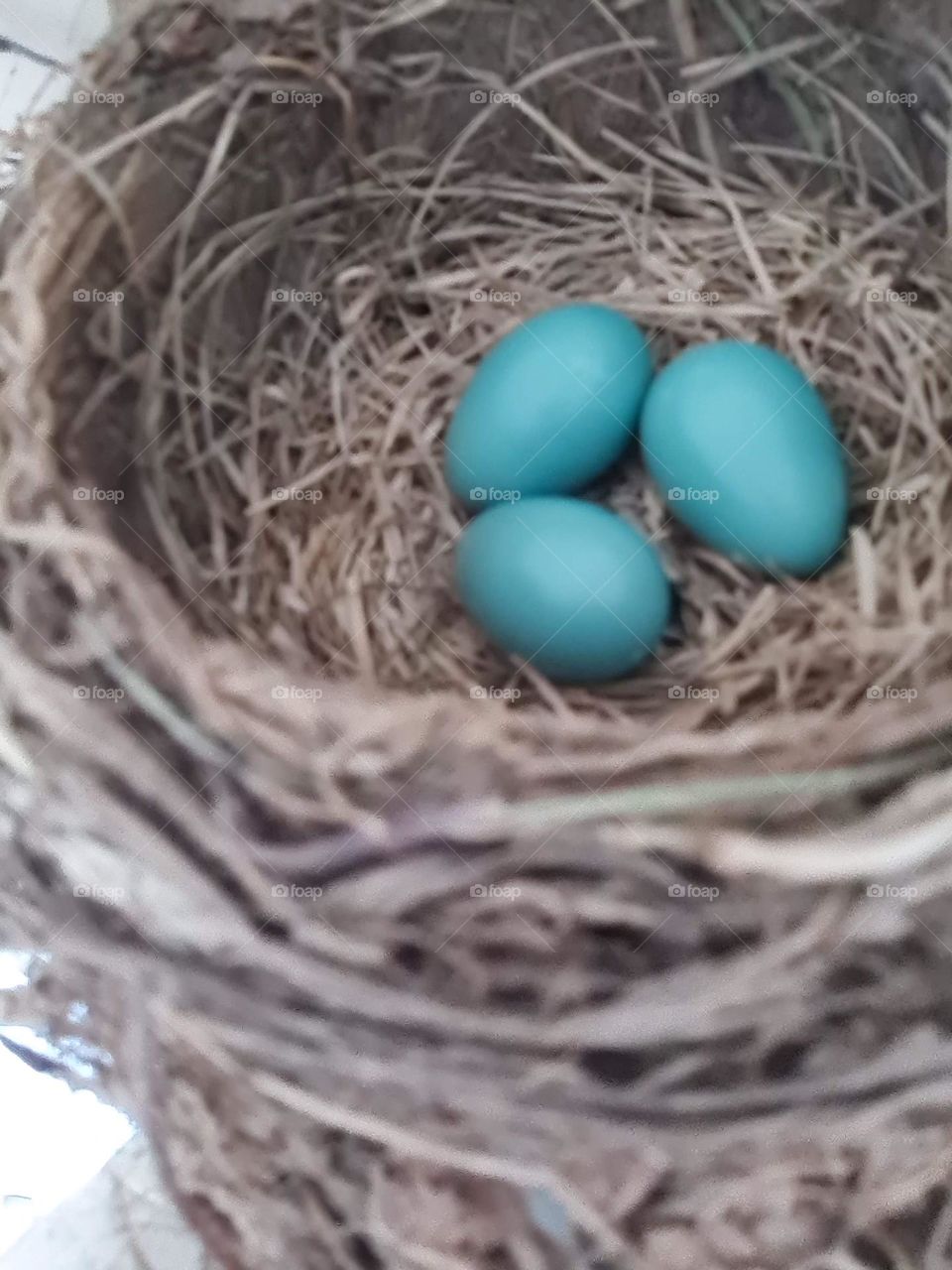 Robin's Egg Blue