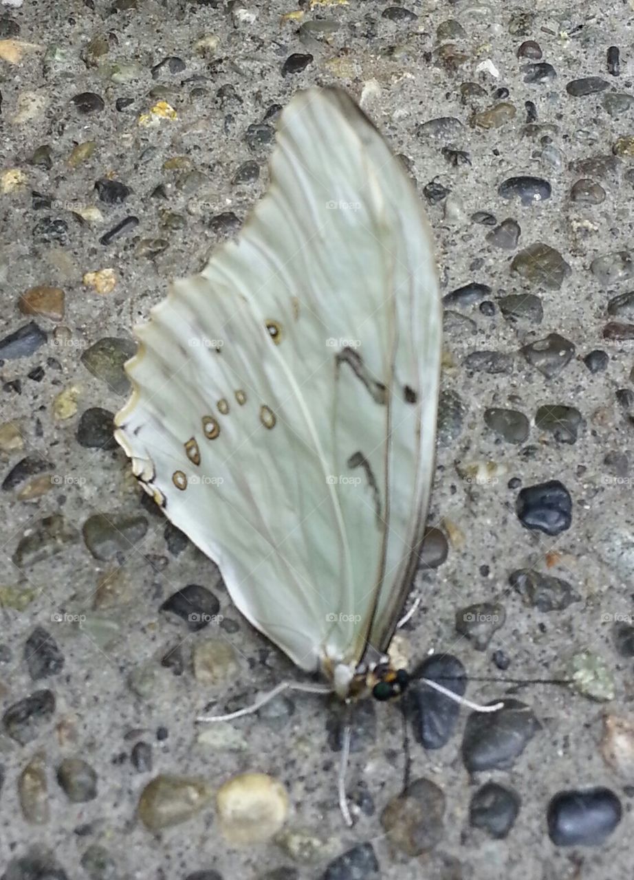 white butterfly