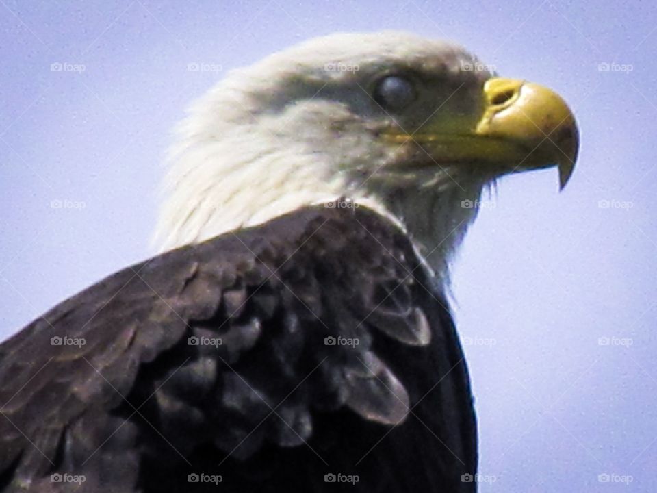 A bald eagle has two outer eyelids that close when he sleeps. To blink an eagle also has an inner eyelid that moves sideways towards the outer eye.  This translucent eyelid is used to blink & clean the eye & is called a nictitating membrane. 🦅