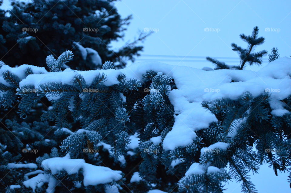 Snow, winter, blue spruce, needles, tree,