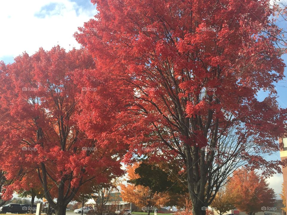 Trees in the Fall