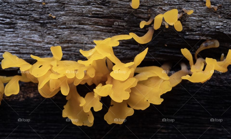 Beautiful yellow color of Wood destroying fungi 
