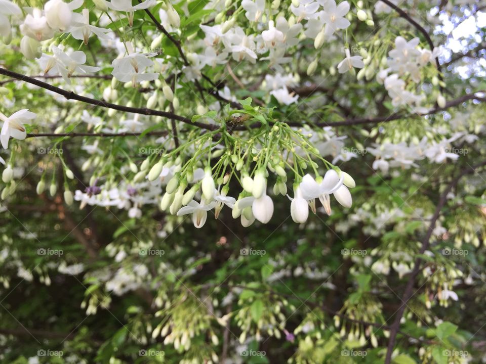 Nature, Leaf, Outdoors, Flower, No Person