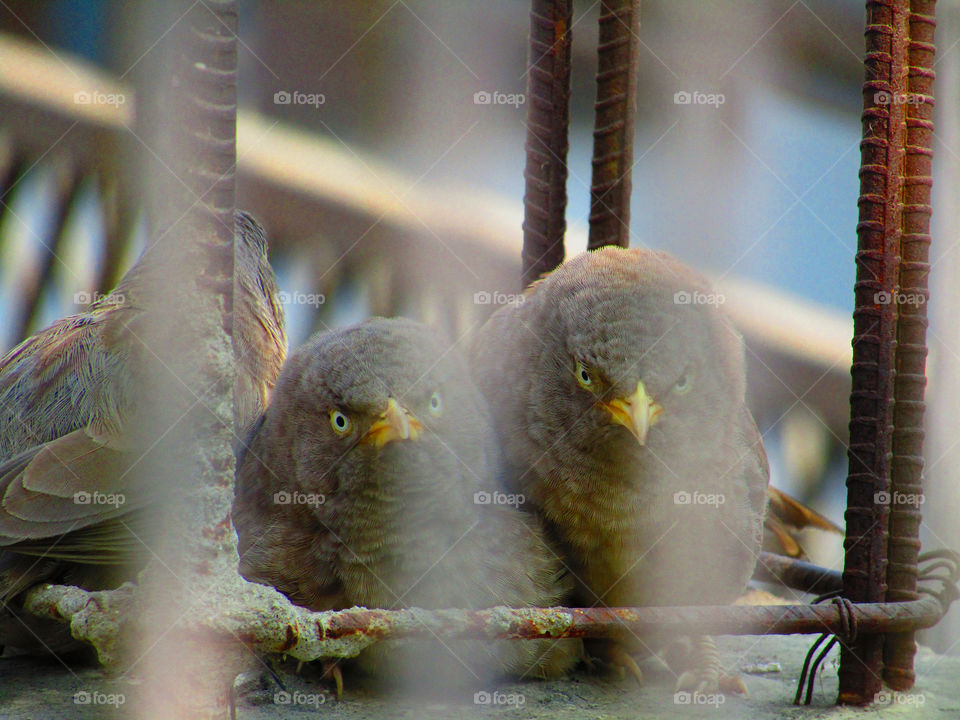 Jungle babbler bird or (Turdoides striata) or beautiful seven sisters or angry bird
