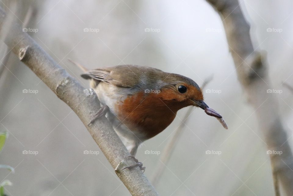 Wildlife, Bird, No Person, Nature, Birdwatching