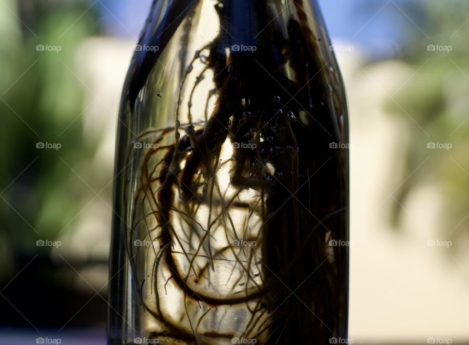 Roots of a flowering plant in a clear vase.