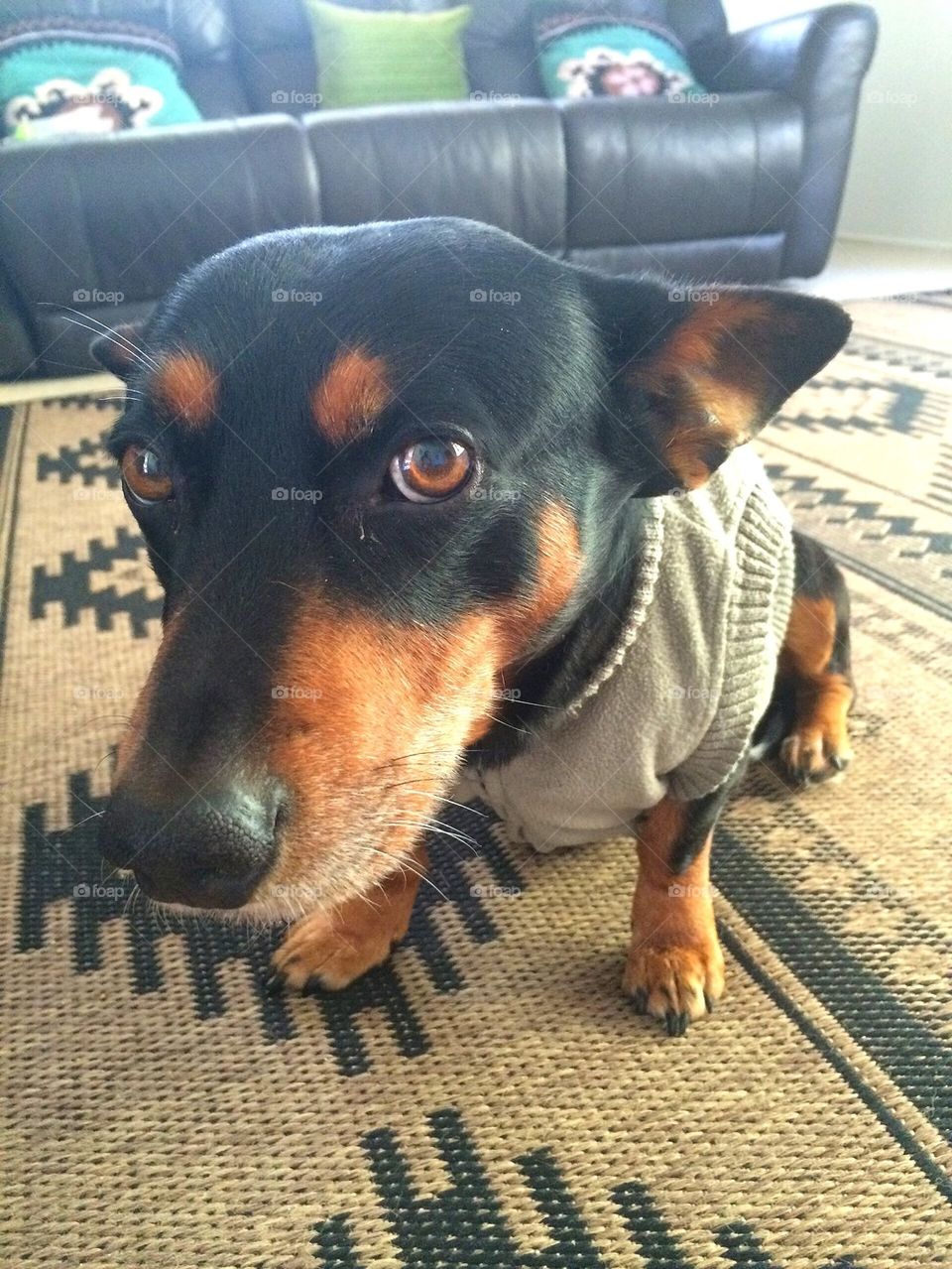 Dog wearing jumper 