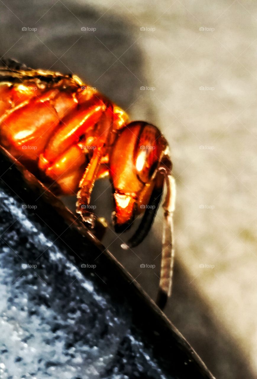 macro red wasp profile